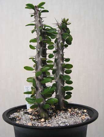 معرفی و راهنمای پرورش کاکتوس ها - آلودیا آسندنس